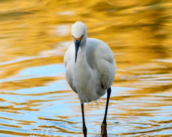 Fotografía de garza reflejada / Lámina decorativa de aves para pared / Fotografía de naturaleza