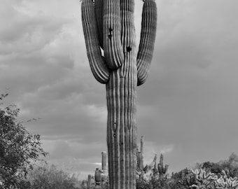 Desert Strength | Black and White Saguaro Photography | Arizona Wall Art