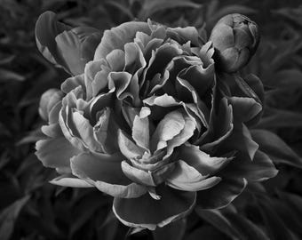 Zwart-witte bloemenfoto pioen