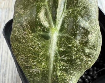 Rozebont weefselkweekknollen naar keuze van de verkoper