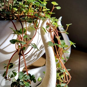 May include: A white ceramic plant pot with a distinctive, curved design, filled with a trailing plant. The plant has small, round green leaves and reddish-brown stems. The pot's shape creates interesting shadows.