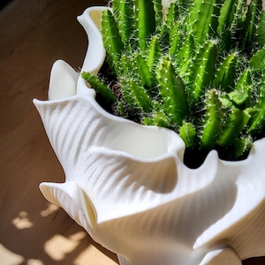 May include: A white, 3D-printed planter with a shell-like, organic shape featuring ribbed textures and undulating edges. The planter holds a vibrant green cactus with numerous thin, spiky stems that fill the interior space of the container.