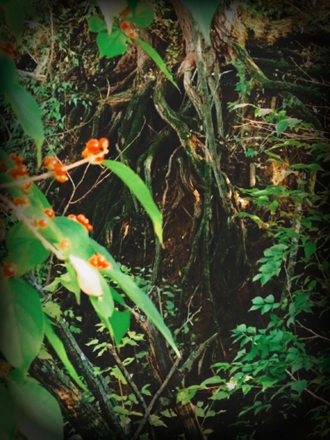 Tree Root System Photo | Red Berries and Green Leaves Print - Etsy