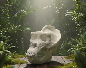 Life-Sized Male Gorilla Skull Replica - Anatomical & Display Model