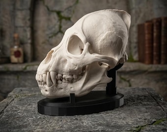 Hyper-Realistic Werewolf Skull Replica with Display Stand