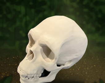 Chimpanzee Skull Replica Life Size - Anatomical Primate Skull Model for Education, Natural History Collection & Oddity Decor