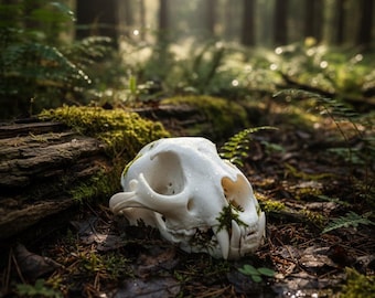 Life-Sized Male Mountain Lion (Cougar) Skull Replica - Anatomical & Display Model