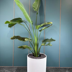 May include: A Bird of Paradise plant in a white, ribbed planter. The plant has large, green leaves and is set against a teal wall with copper-colored vertical accents. The planter is filled with dark gray pebbles.