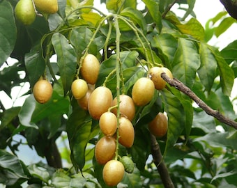 Rare Wampee Tree (Clausena lansium) in 4” pot