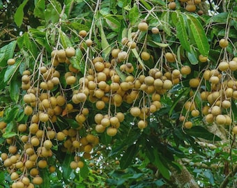 A longan live fruit plant in a 4’’ pot