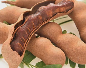 A Tamarind live plant in a 4in pot