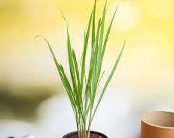 2 Lemon grass  plants in 4" pot