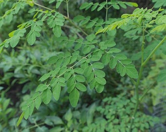 Moringa 4in pot