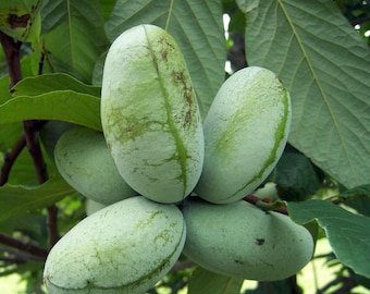 Paw paw 6-12 inches