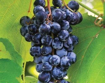 A Midgelyee seedless grape live plant
