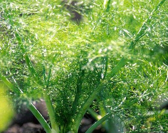 fennel live plants in a 4" pot, 2 Plants per Pot, Live Trailing Flowers for Gardens, Containers, and Borders