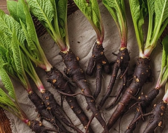 Pack of 10 Comfrey Plant Roots, Comfrey Bocking 14 Comfrey Plant Live Roots