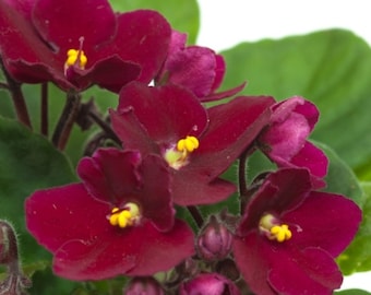 African Violets Live Plants Houseplants, African Violet Flower 4 Inches Pot, Live African Violet Plant Indoor (Burgundy Red)