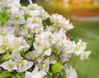White Bougainvillea Plant Live, Bougainvillea Flowering Plant Perennial, Rooted Bougainvilleas Trees Starter 6-8 Inches