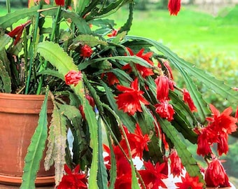 2 Epiphyllum Plants Live, Trailing Orchid Cactus Plants