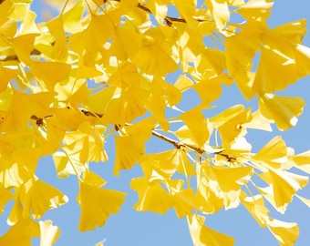 Ginkgo Tree Live Plant 8" to 12" Tall in 4 Inch Pot
