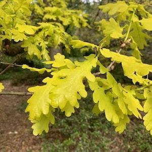 May include: A branch of an oak tree featuring vibrant, light yellow-green lobed leaves. The foliage is densely clustered on thin, woody stems, displaying the characteristic rounded edges of oak leaves in a bright, sunlit spring coloration.
