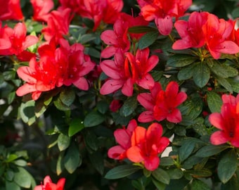 Red Azalea Rhododendron Plant Live in 4 Inch Pot