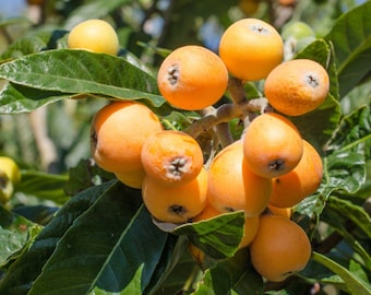 Loquat 6-12 inches