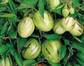 Pepino Melon live plant in a 4in pot