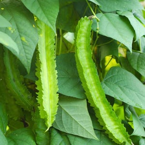 May include: Close-up of fresh, green winged beans hanging from a vine with large, green leaves. The beans have a distinctive, ridged appearance and a vibrant, light green color, contrasting with the darker green foliage.