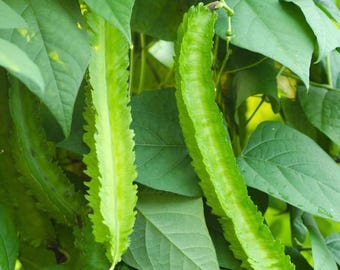 Set 2 Winged Bean Plants Live in Pot, 5 to 8 Inc Tall, Vegetable Bean Vine Seedlings for Planting Outdoor