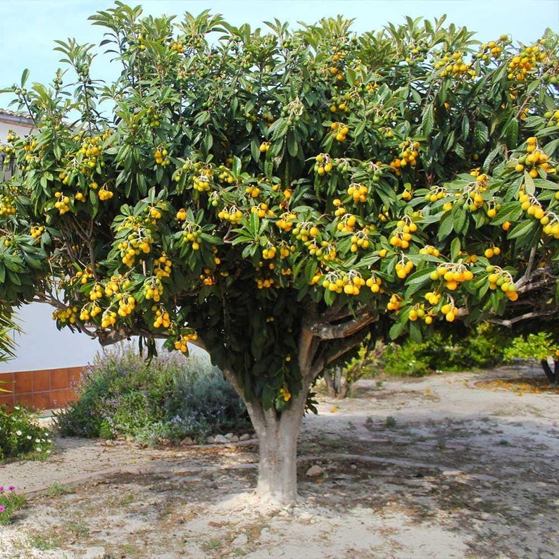 May include: A mature loquat tree laden with ripe, yellow fruit. The tree has a thick, light-colored trunk and is surrounded by green foliage. The fruit hangs in clusters, creating a vibrant display against the backdrop of a sunny day.