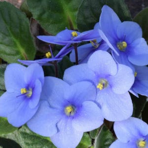 May include: Close-up of a vibrant African violet plant with multiple light blue flowers. The flowers have yellow centers and are surrounded by green leaves. The petals have a delicate texture.