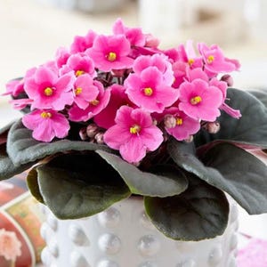 May include: A vibrant African violet plant with bright pink flowers and yellow centers. The plant has dark green, velvety leaves and is potted in a white, textured ceramic pot. The flowers are in full bloom, creating a lush, colorful display.