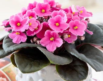 African Violets Live Plants Houseplants, African Violet Flower 4 Inches Pot, Live African Violet Plant Indoor (Light Pink)