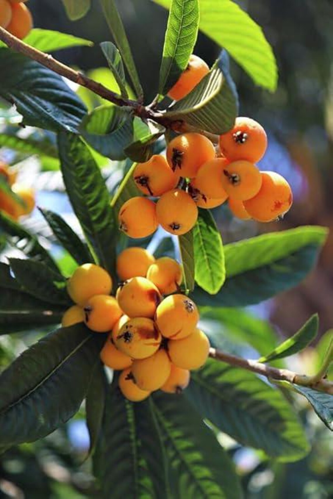 Golden Loquat Plant Live 6-8 Inches, Hardy Tropical Fruit Tree Well ...