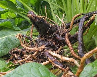 20 Comfrey Plant Roots Fast-Growing, High Yields Bocking 14 Comfrey Plant Live Roots