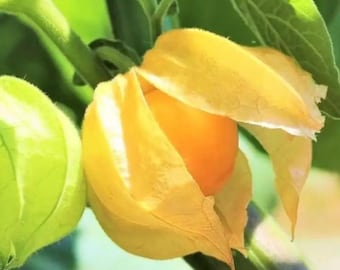 Cape Gooseberry Live Plant, 7-10" Tall in 4 Inch Pot, Sweet Golden Berry Fruit Plant for Garden