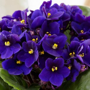 May include: A close-up of a vibrant African violet plant. The image showcases numerous deep purple flowers with bright yellow centers, set against a backdrop of green leaves. The flowers are in full bloom, creating a lush and textured appearance.
