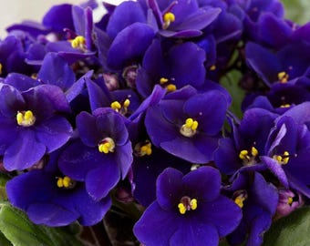 African Violets Live Plants Houseplants, African Violet Flower 4 Inches Pot, Live African Violet Plant Indoor (Dark Blue)