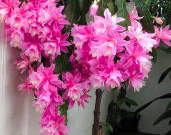 2 Epiphyllum Plants Live, Pink Epiphyllum Orchid Cactus  Rooted