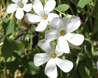 white Oxalis obtusa plant in a 4” pot