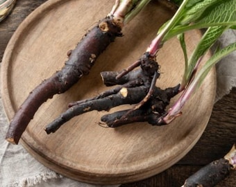 15 Comfrey Roots for Planting, High Yielding Bocking 14 Comfrey Plant Live Roots