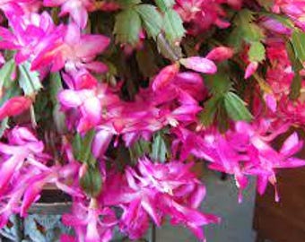 Purple Thanksgiving Cactus 4in pot