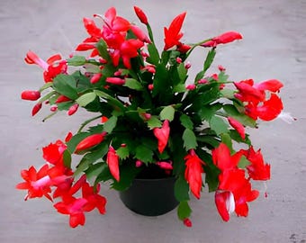 Red Thanksgiving cactus 6in pot