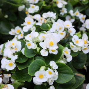 May include: Close-up of white begonia flowers with bright yellow centers and dark green leaves. The flowers are in full bloom, creating a dense, textured appearance. The image showcases the natural beauty of the begonia plant.