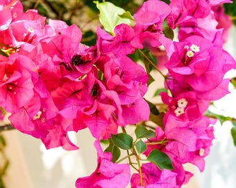 Pink Bougainvillea Plant Live, Bougainvillea Flowering Plant Perennial, Rooted Bougainvilleas Trees Starter 6-8 Inches
