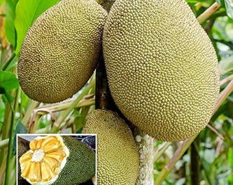 A one year jack fruit tree seedling 4in pot