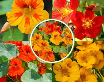 Nasturtium Plants Live 4-6 Inches, 2 Plants per Pot, Live Trailing Flowers for Gardens, Containers, and Borders