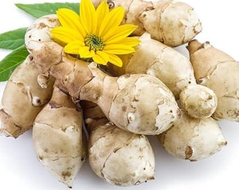 Sunchoke tubers 4oz